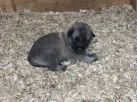 Karma, a female German Shepherd Dog and Siberian Husky for sale in Owen, WI – 1 of 3