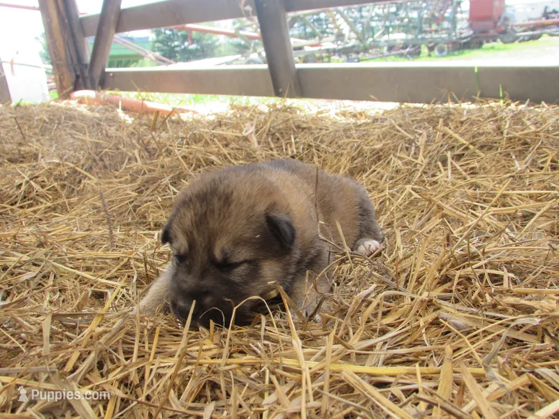 Dambi – German Shepherd Dog, Siberian Husky puppy for sale in Owen, WI