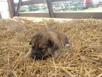 Dambi, a male German Shepherd Dog and Siberian Husky for sale in Owen, WI – 1 of 3