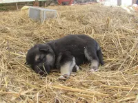Dexon, a male German Shepherd Dog and Siberian Husky for sale in Owen, WI – 2 of 3