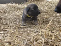 Kamry, a female German Shepherd Dog and Siberian Husky for sale in Owen, WI – 2 of 5