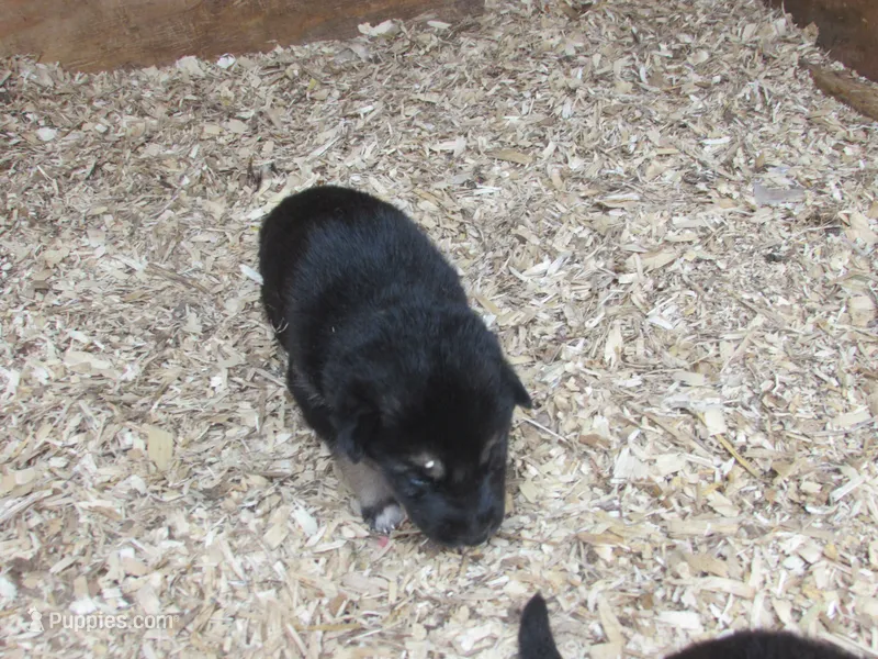 Kassie – German Shepherd Dog, Siberian Husky puppy for sale in Owen, WI