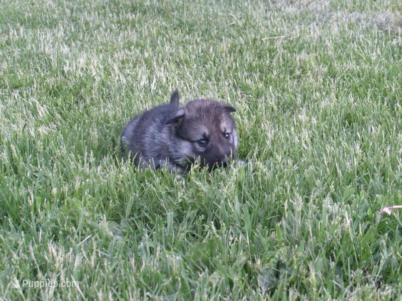 Dexter – German Shepherd Dog, Siberian Husky puppy for sale in Owen, WI