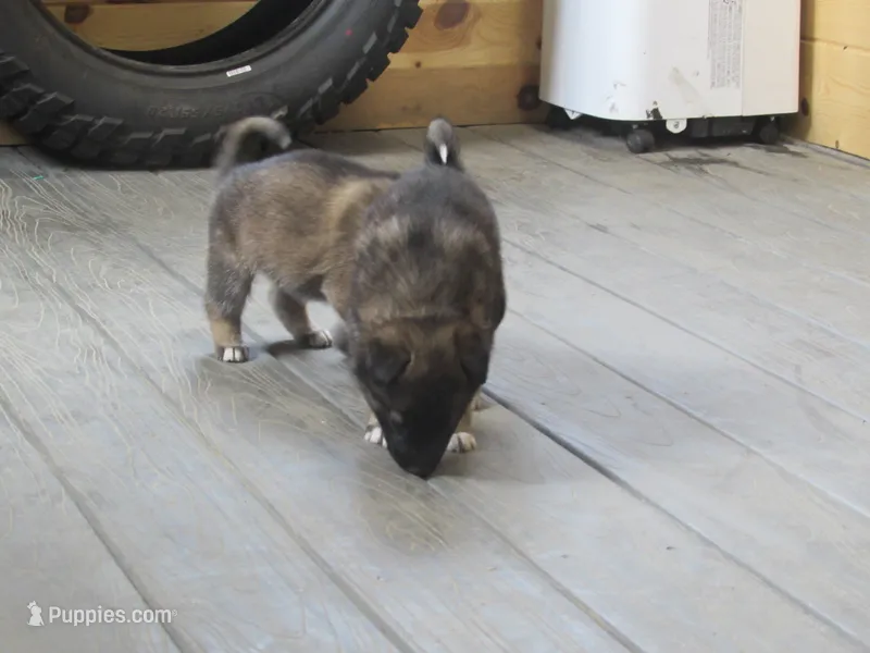 Kali – German Shepherd Dog, Siberian Husky puppy for sale in Owen, WI