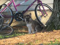 Dambi, a male German Shepherd Dog and Siberian Husky for sale in Owen, WI – 8 of 8