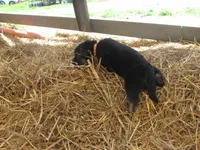 Konnie, a female German Shepherd Dog and Siberian Husky for sale in Owen, WI – 2 of 3