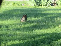 Durango, a male German Shepherd Dog and Siberian Husky for sale in Owen, WI – 4 of 7
