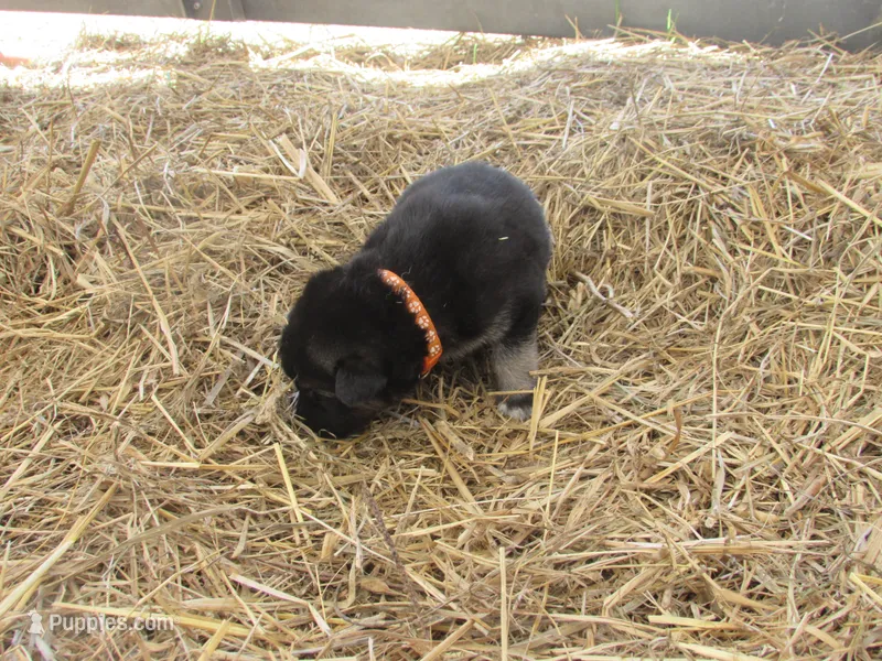 Konnie – German Shepherd Dog, Siberian Husky puppy for sale in Owen, WI