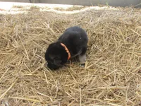 Konnie, a female German Shepherd Dog and Siberian Husky for sale in Owen, WI – 1 of 3