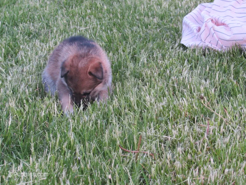 Dambi – German Shepherd Dog, Siberian Husky puppy on hold in Owen, WI