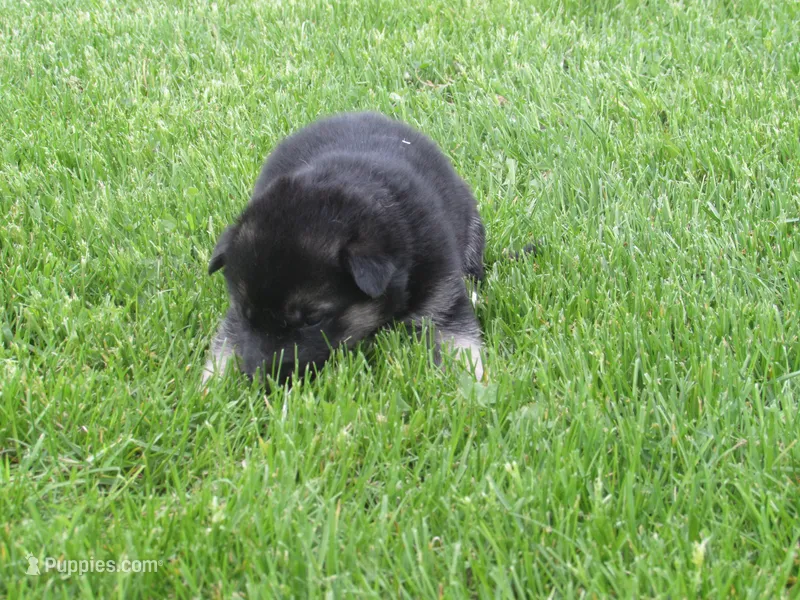Konnie – German Shepherd Dog, Siberian Husky puppy for sale in Owen, WI