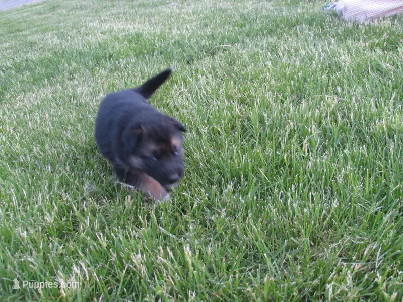 Kia – German Shepherd Dog, Siberian Husky puppy for sale in Owen, WI