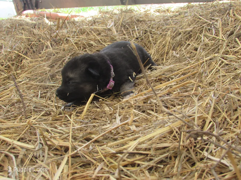 Denton – German Shepherd Dog, Siberian Husky puppy for sale in Owen, WI