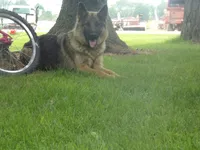 Dexter, a male German Shepherd Dog and Siberian Husky for sale in Owen, WI – 3 of 3
