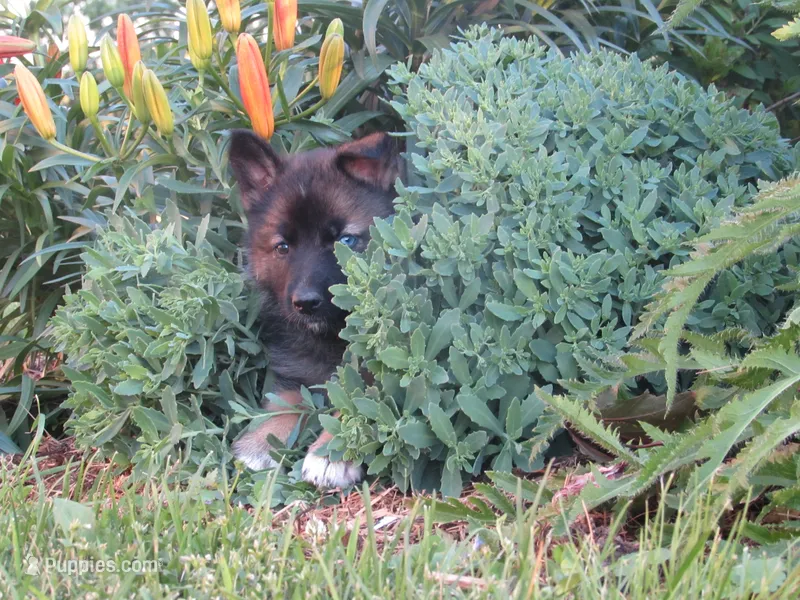 Kamry – German Shepherd Dog, Siberian Husky puppy for sale in Owen, WI