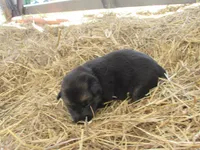 Kia, a female German Shepherd Dog and Siberian Husky for sale in Owen, WI – 2 of 3