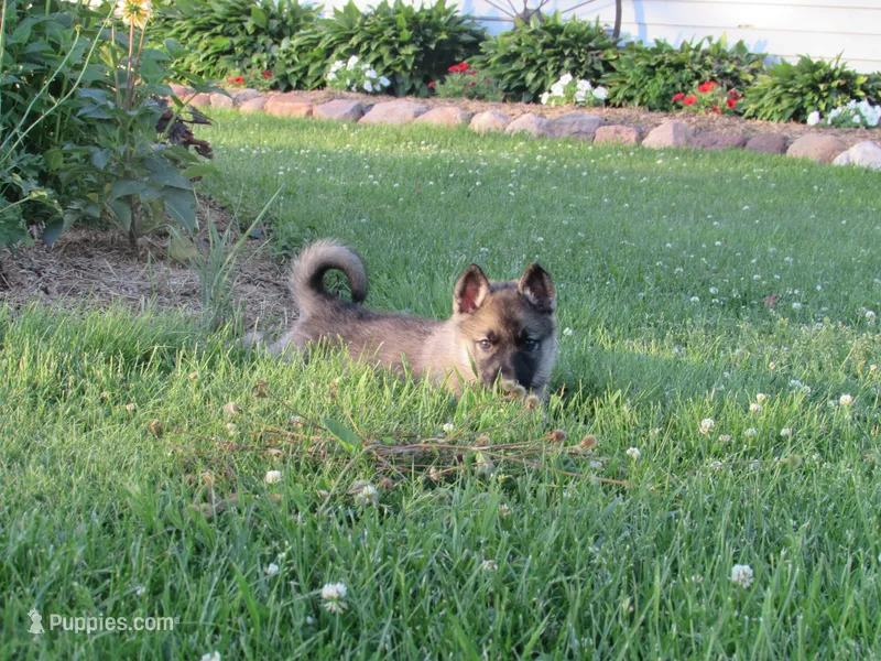 Karma – German Shepherd Dog, Siberian Husky puppy for sale in Owen, WI