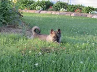 Karma, a female German Shepherd Dog and Siberian Husky for sale in Owen, WI – 1 of 6