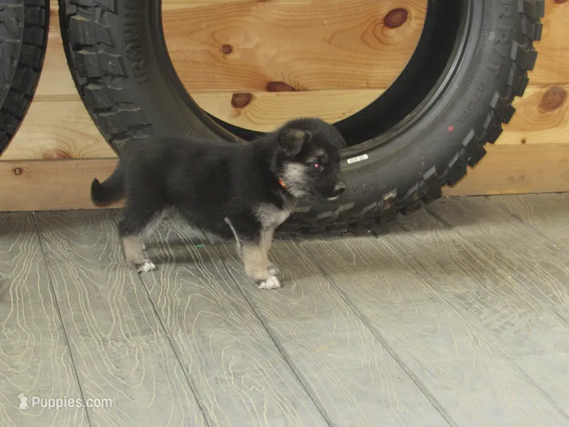 Konnie – German Shepherd Dog, Siberian Husky puppy for sale in Owen, WI