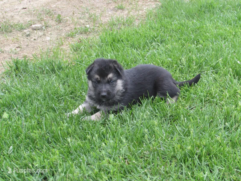 Dexon – German Shepherd Dog, Siberian Husky puppy for sale in Owen, WI