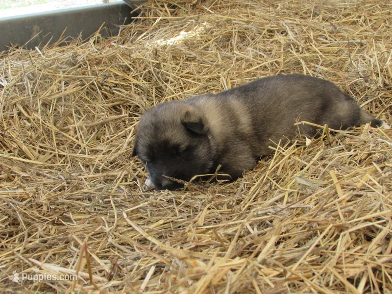Dexley – German Shepherd Dog, Siberian Husky puppy for sale in Owen, WI
