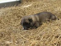 Dexley, a male German Shepherd Dog and Siberian Husky for sale in Owen, WI – 1 of 3