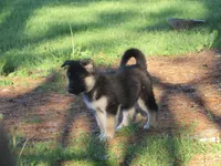 Konnie, a female German Shepherd Dog and Siberian Husky for sale in Owen, WI – 2 of 8
