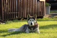 Kali, a female German Shepherd Dog and Siberian Husky for sale in Owen, WI – 4 of 4