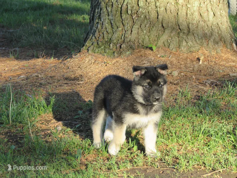 Konnie – German Shepherd Dog, Siberian Husky puppy for sale in Owen, WI