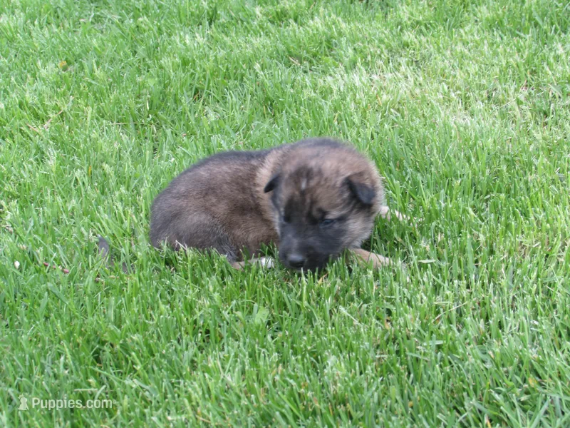 Kali – German Shepherd Dog, Siberian Husky puppy for sale in Owen, WI