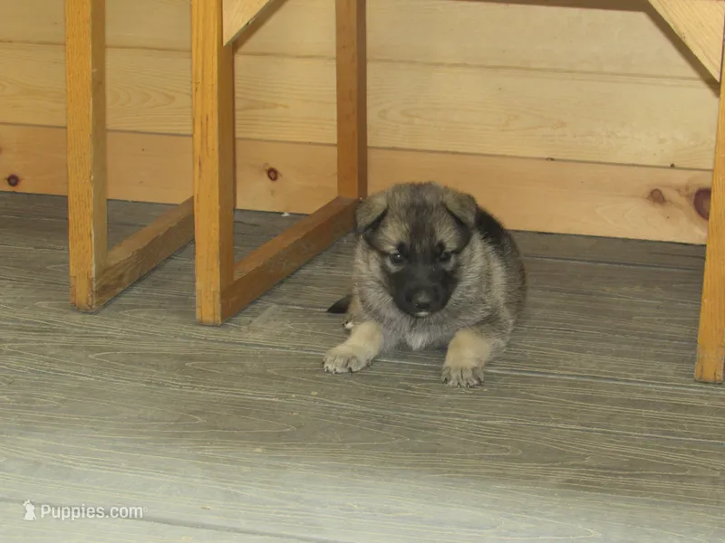 Karma – German Shepherd Dog, Siberian Husky puppy for sale in Owen, WI