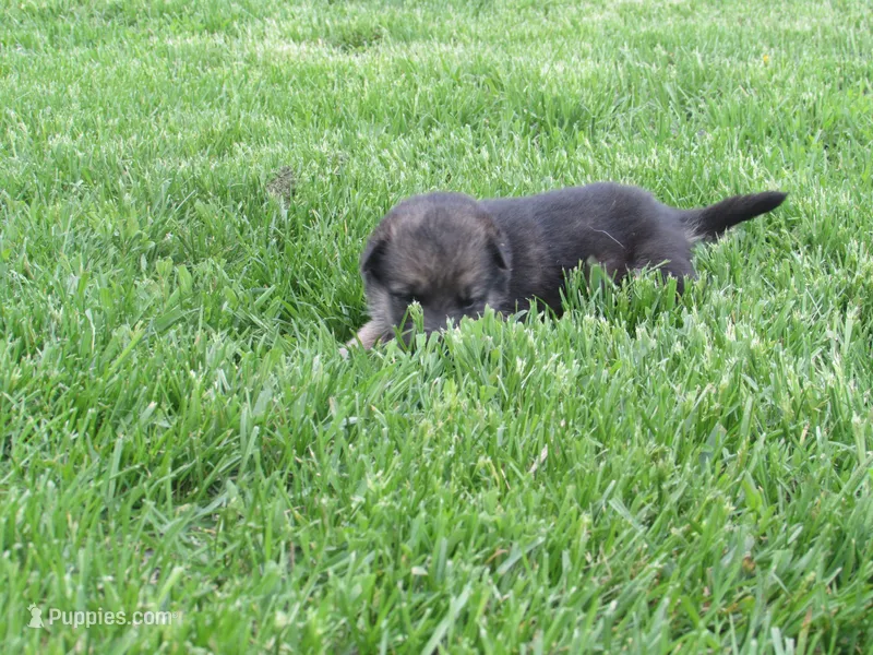 Durango – German Shepherd Dog, Siberian Husky puppy on hold in Owen, WI