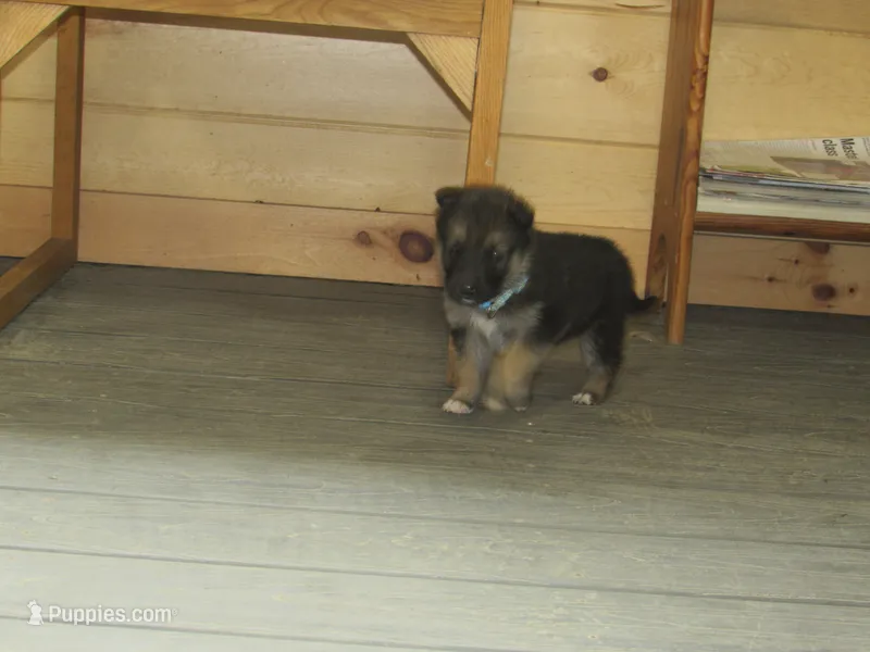 Durango – German Shepherd Dog, Siberian Husky puppy on hold in Owen, WI