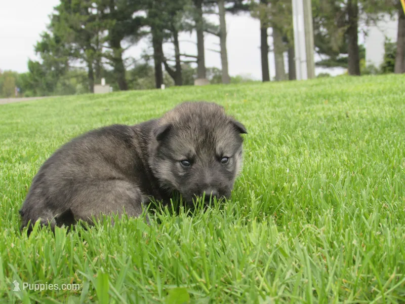 Dexter – German Shepherd Dog, Siberian Husky puppy for sale in Owen, WI