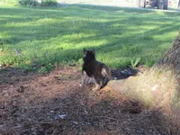 Denton, a male German Shepherd Dog and Siberian Husky for sale in Owen, WI – 2 of 7