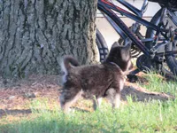 Denton, a male German Shepherd Dog and Siberian Husky for sale in Owen, WI – 5 of 7