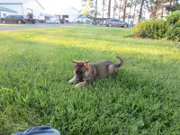 Kali, a female German Shepherd Dog and Siberian Husky for sale in Owen, WI – 4 of 8