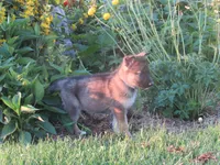 Kali, a female German Shepherd Dog and Siberian Husky for sale in Owen, WI – 3 of 8