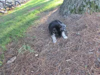 Denton, a male German Shepherd Dog and Siberian Husky for sale in Owen, WI – 3 of 7
