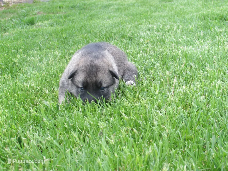 Karma – German Shepherd Dog, Siberian Husky puppy for sale in Owen, WI