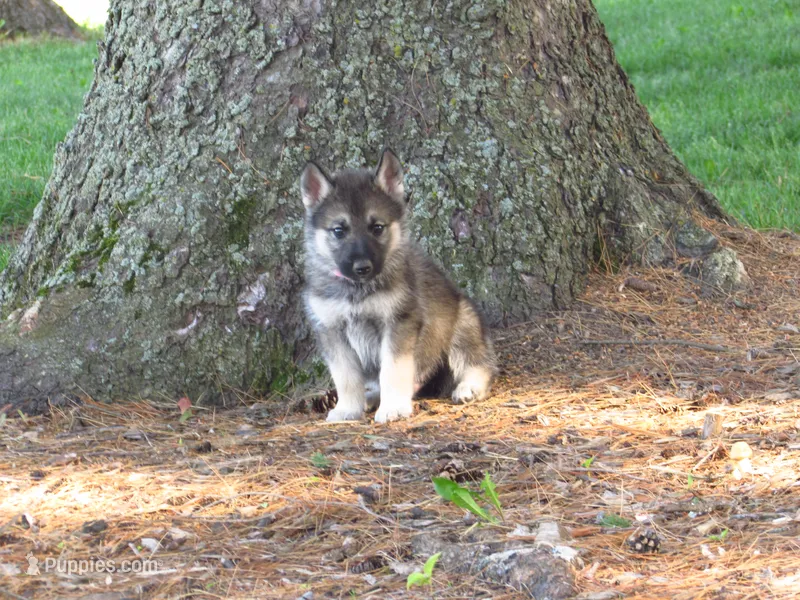 Dexter – German Shepherd Dog, Siberian Husky puppy for sale in Owen, WI