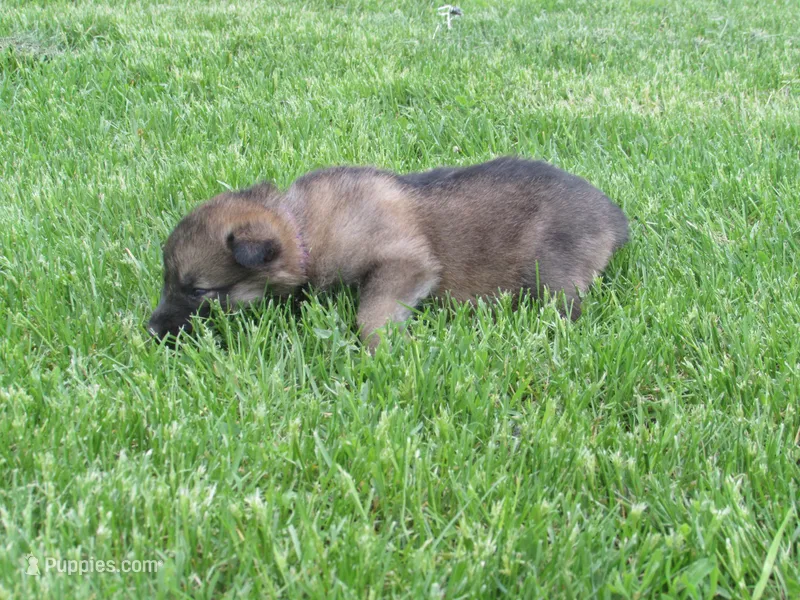 Koda – German Shepherd Dog, Siberian Husky puppy for sale in Owen, WI