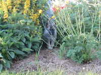 Karma, a female German Shepherd Dog and Siberian Husky for sale in Owen, WI – 3 of 6