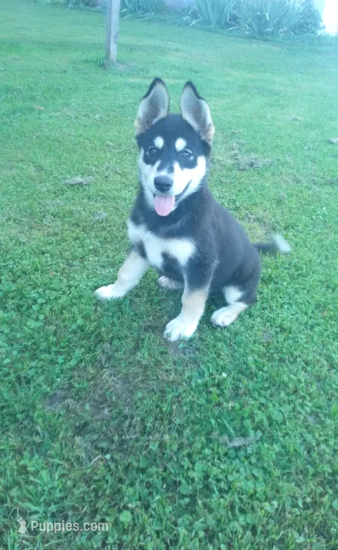 Puppy 2 – Border Collie, Siberian Husky puppy for sale in Owen, WI