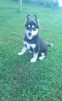 Puppy 2, a female Border Collie and Siberian Husky for sale in Owen, WI – 1 of 2