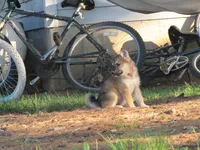 Dambi, a male German Shepherd Dog and Siberian Husky for sale in Owen, WI – 4 of 8