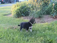 Kassie, a female German Shepherd Dog and Siberian Husky for sale in Owen, WI – 5 of 7