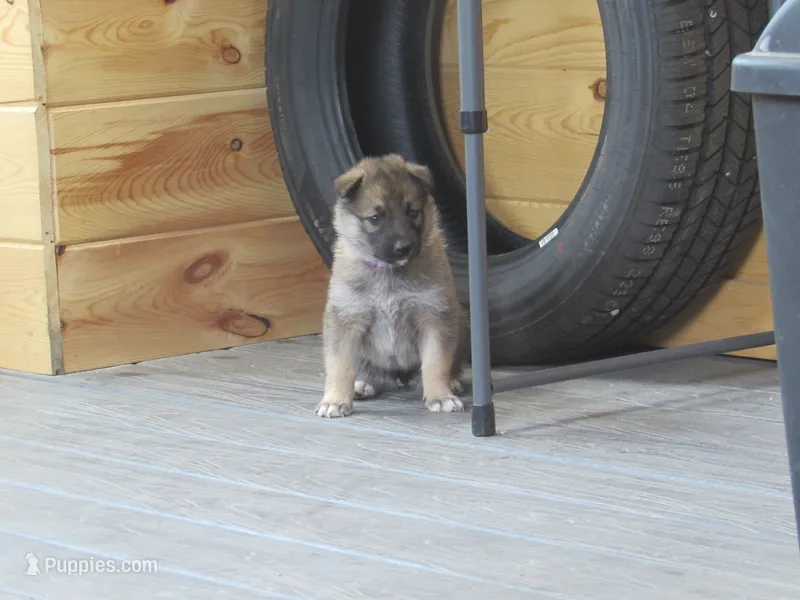 Koda – German Shepherd Dog, Siberian Husky puppy for sale in Owen, WI