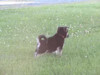 Konnie, a female German Shepherd Dog and Siberian Husky for sale in Owen, WI – 3 of 8