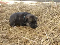 Durango, a male German Shepherd Dog and Siberian Husky for sale in Owen, WI – 1 of 3